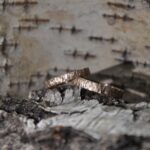 Obrączki wykonane podczas warsztatów